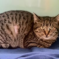 Lexy [Chaton], chatte à adopter