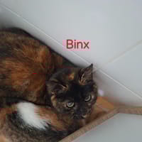 BINX, chatte à adopter