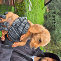 BAMBOU, chien à adopter