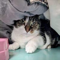 JOSETTE, chatte à adopter