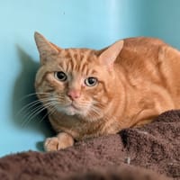 TIBU, chat à adopter