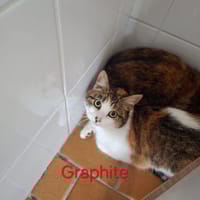 GRAPHITE, chatte à adopter