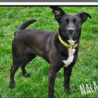 NALA, chienne à adopter