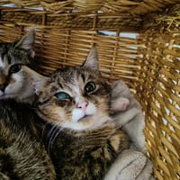 CRUNCH QCT, chat à adopter