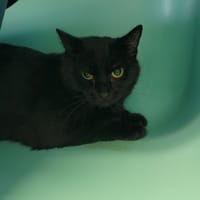 Bibouille, chatte à adopter