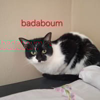 BADABOUM, chatte à adopter