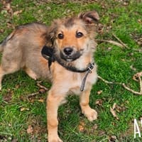 AMIR (Réservé), chien à adopter