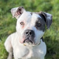 AFRODITE, chienne à adopter