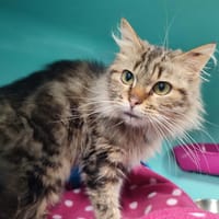 PLUME QCT, chatte à adopter