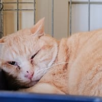 Item, chat à adopter