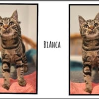 BIANCA (Réservée), chatte à adopter