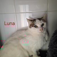 Luna, chatte à adopter
