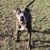 Tallya paa24070, chienne à adopter