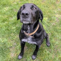 OROS PAA24055, chien à adopter