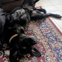 OROS PAA24086, chien à adopter