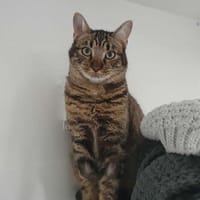 LUPO, chat à adopter