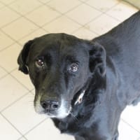 bibou, chien à adopter