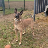 SYA, chienne à adopter