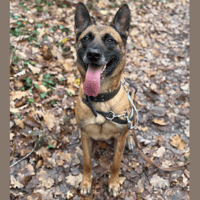 PETIT COEUR HAA24688, chien à adopter