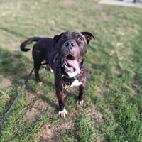 BALROG VAA, chien à adopter