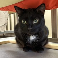 CACHOU, chat à adopter