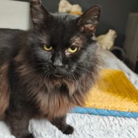 DARON, chat à adopter