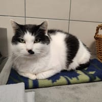 DEADPOOL QCT, chat à adopter