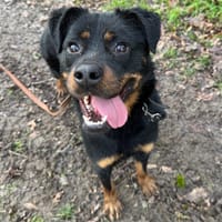 ERMINE HAA24615, chienne à adopter