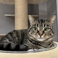 REINE, chatte à adopter