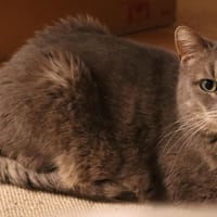 SAHARA, chatte à adopter