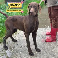 BRANDO, cane da adottare