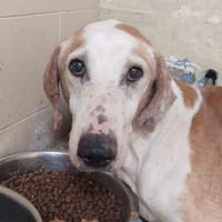 PONGO, chien à adopter