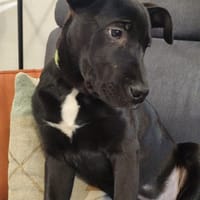 Winnie, chien à adopter