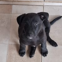 CHIARA, Femelle Croisée Labrador, chienne à adopter