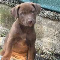 KODIE, Chiot femelle Croisé Labrador, chienne à adopter