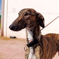 KAIZER, chien à adopter