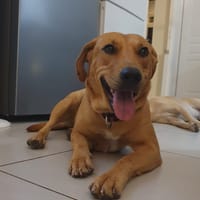 BULMA, Femelle junior Berger Créole, chienne à adopter