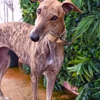 PRADA, chienne à adopter