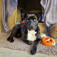 TILOUP Croisé Labrador, chien à adopter