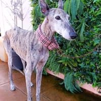 ONA, chienne à adopter