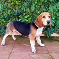 LOU, chien à adopter