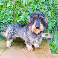 FANTA, chienne à adopter