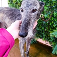 VANILLA, chienne à adopter