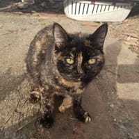 Victoria Sauvagnon 23, chatte à adopter