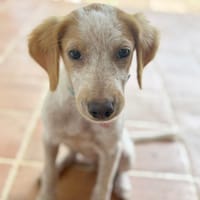 ACAÏ, chiot femelle Croisée Épagneul, chienne à adopter