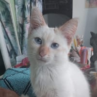 BLANCHE, chaton femelle européen, chatte à adopter