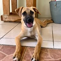 🐾 À L’ADOPTION – CASSIA 🐾, chienne à adopter