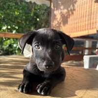 LOCKY, Chiot mâle Croisé Labrador, chien à adopter