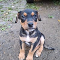 PAPOA, Chiot mâle Berger Créole, chien à adopter