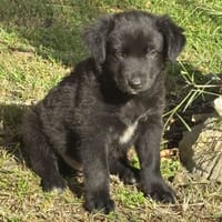 RUBY, Chiot femelle Croisé Labrador, chienne à adopter